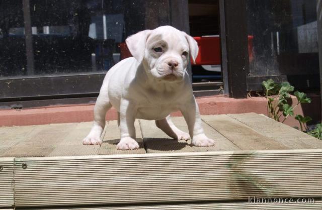 A donner Chiot femelle American bully 3 mois