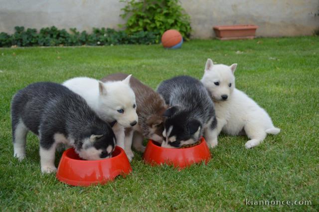 Donne Chiot husky siberien 