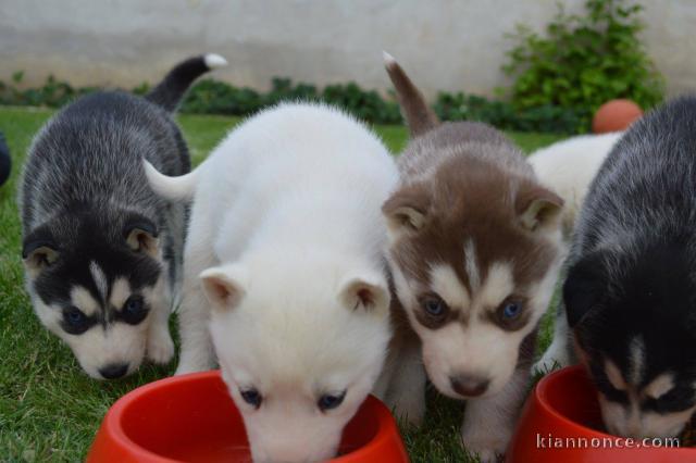 Donne Chiot husky siberien 