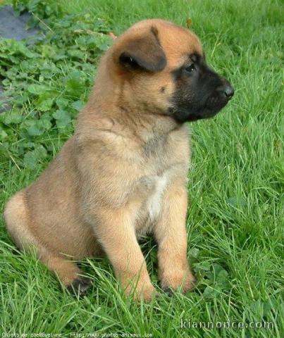 12 CHIOTS BERGERS BELGES MALINOIS  LOF 