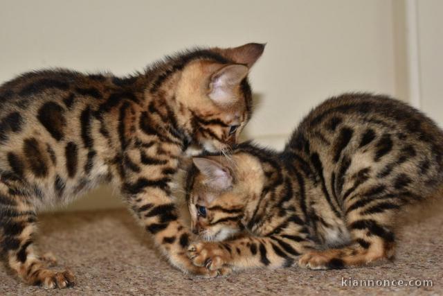  magnifiques chatons bengal