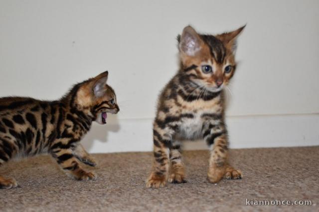 magnifiques chatons bengal