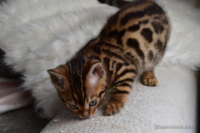 magnifiques chatons bengal