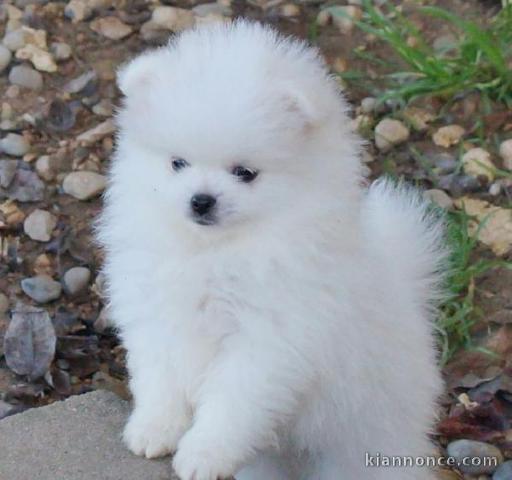 magnifiques chiots spitz nain