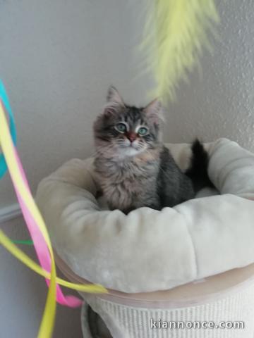 Chatons Type siberien