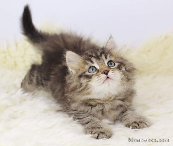 Chatons Type siberien