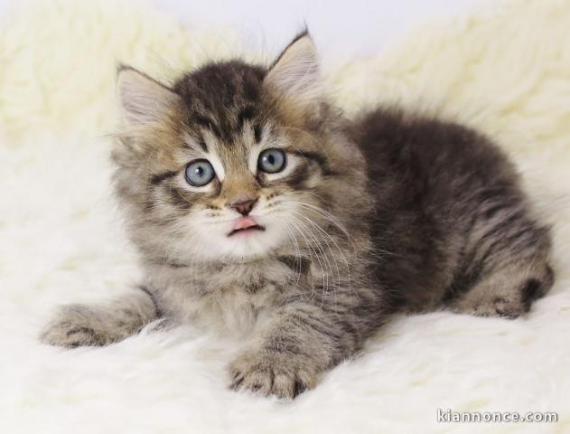 Chatons Type siberien