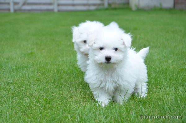 ! ! ! ! ! Chiots Bichon maltais disponible de suit! !