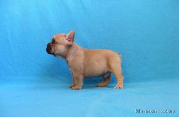 Disponibles chiots bouledogue français