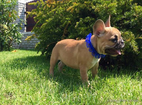  Chiots bouledogue français.