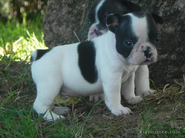 Chiots Bouledogue Français