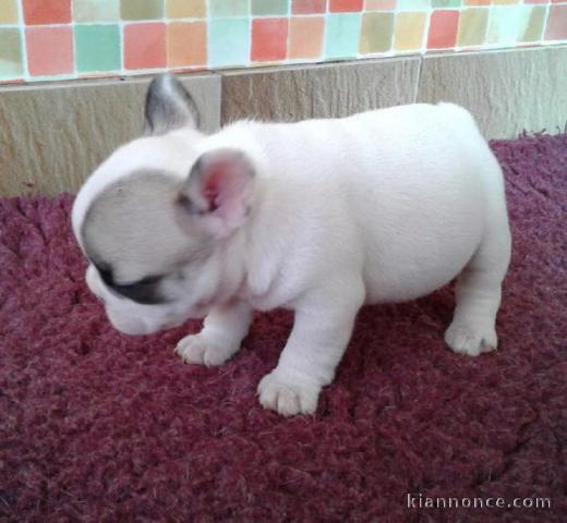 Jolie chiot bouledogue français femelle à donner