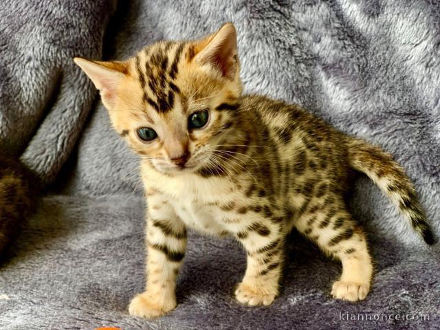 Merveilleux chatons Bengal