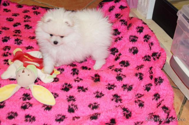 A DONNER Jolie chiot Spitz Allemand Femelle Naine