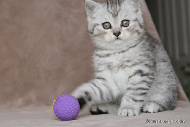 Chatons British shorthair à donner