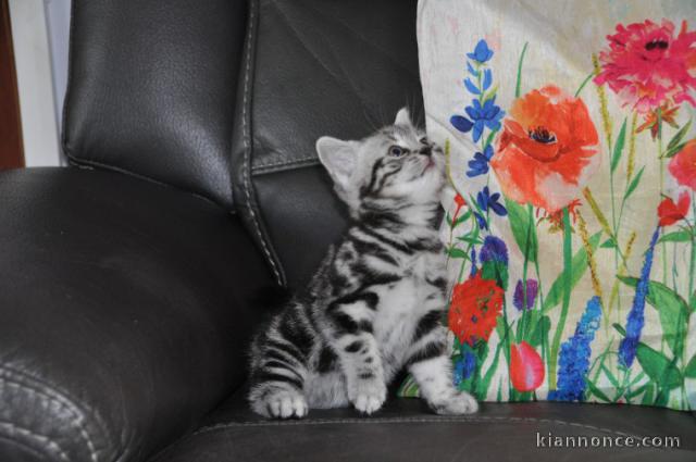 Chatons British shorthair à donner