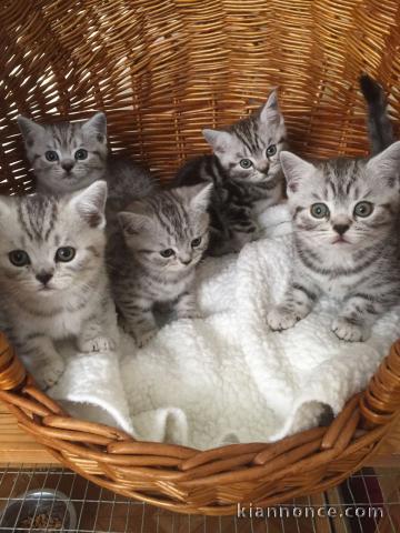 Chatons British shorthair à donner