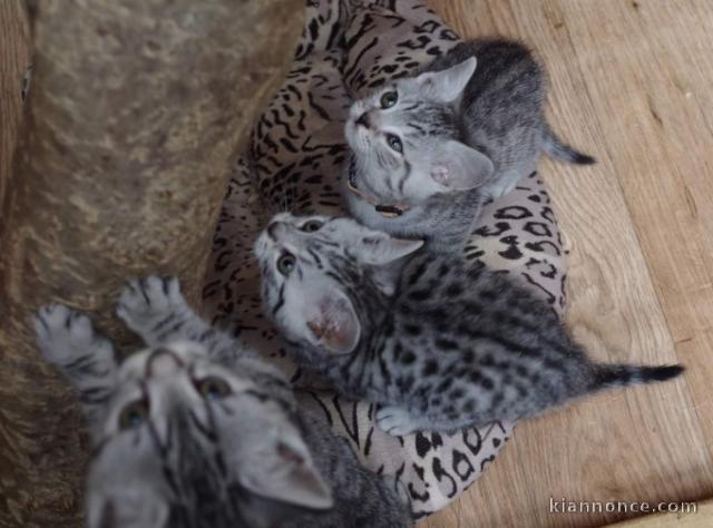 Chatons British shorthair à donner