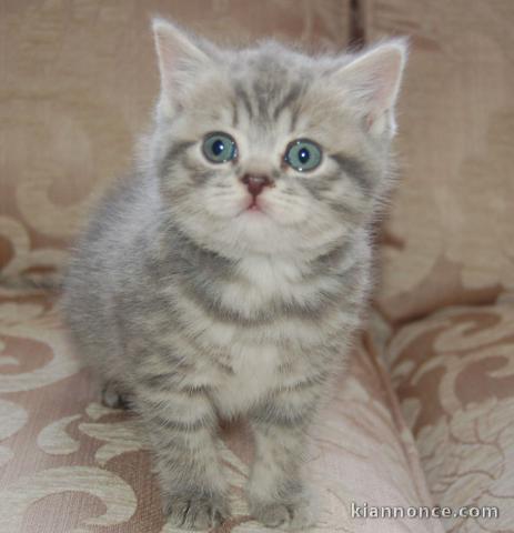 Chatons British shorthair à donner