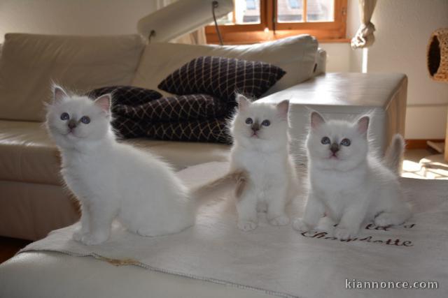 Magnifique Chatons Sacre de Birmanie à donner