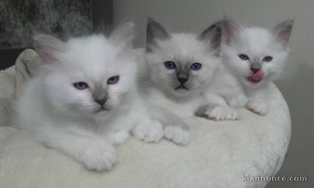 Magnifique Chatons Sacre de Birmanie à donner