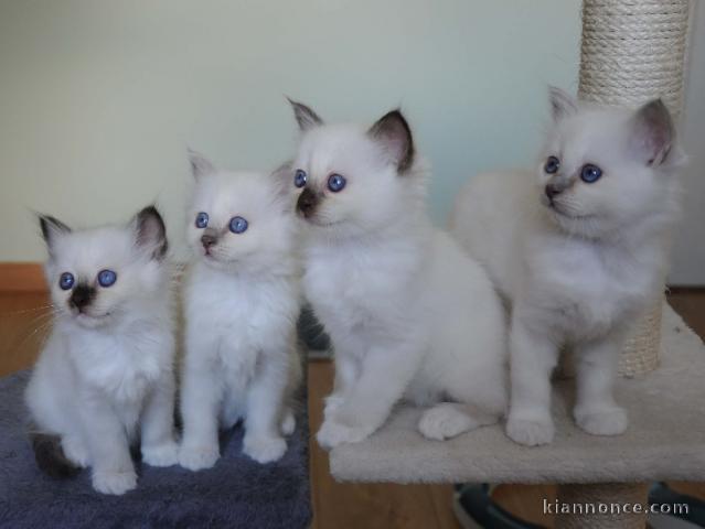 Magnifique Chatons Sacre de Birmanie à donner