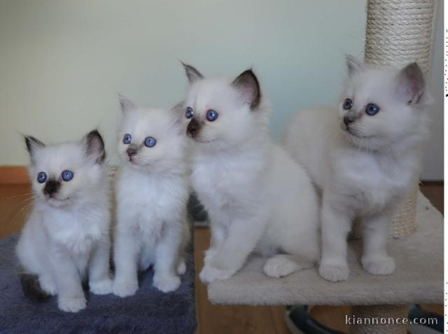 Magnifique Chatons Sacre de Birmanie à donner