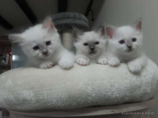 Chatons Sacre de Birmanie à donner