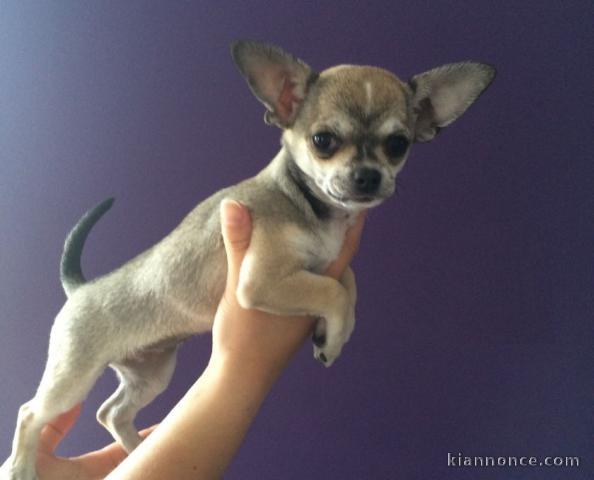 Chiot chihuahua femelle poils courts non lof