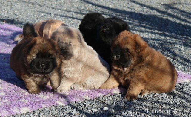 Magnifiques Chiots Chow Chow Pure Race