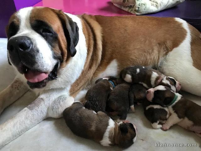 Chiots Saint Bernard Pure Race