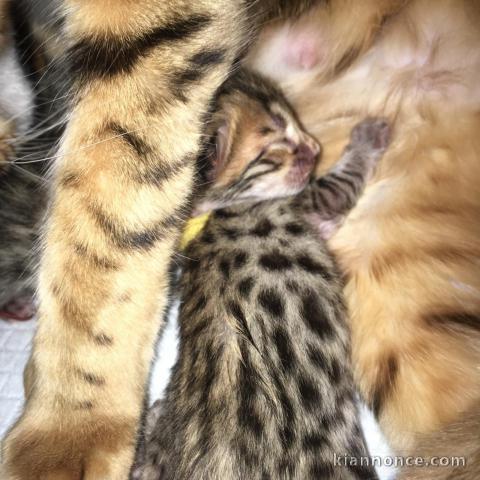  Adorables Chatons Bengal Pure Race