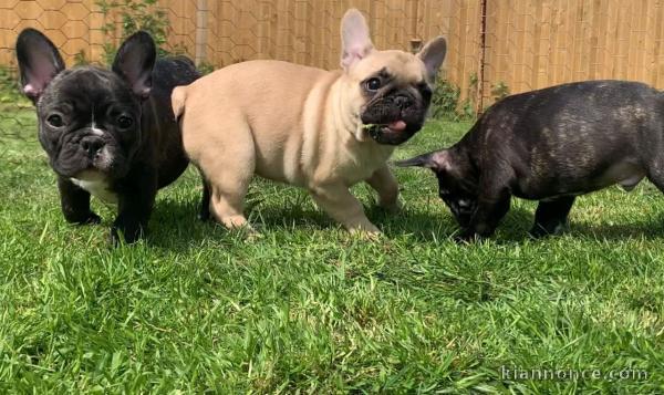 Nos chiots Bouledogue francaise dispo