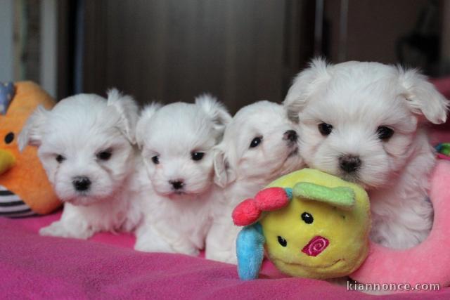 Adorables bébés bichons maltais belles origine