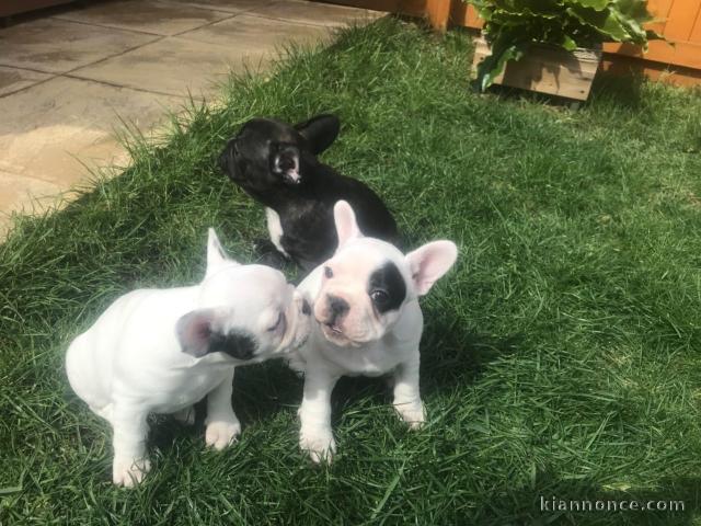 Magnifique chiots de race bouledogue français