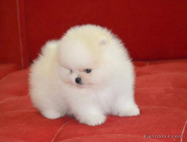 A DONNER: Magnifiques chiots spitz nain