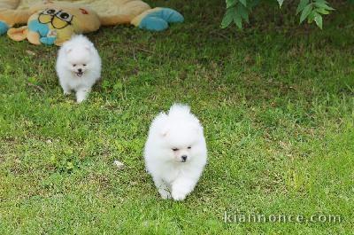 A DONNER: Magnifiques chiots spitz nain