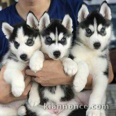 Chiots husky Siberien