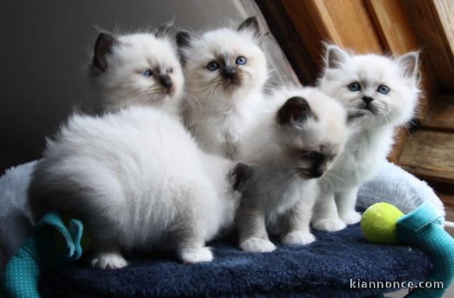 Adorables petits sacre de birmanie