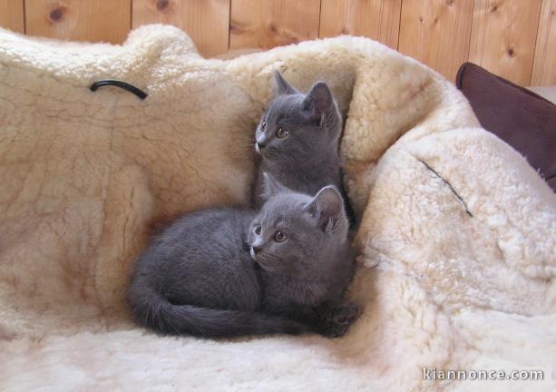 A réserver, six chatons chartreux loof