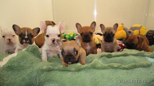 Chiots bouledogue français à adopter