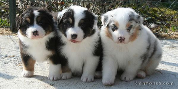 Adorable portée des chiots Berger Australien 