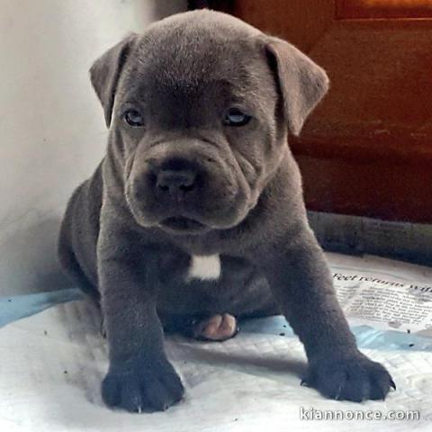 chiots staffordshire bull terrier a donner