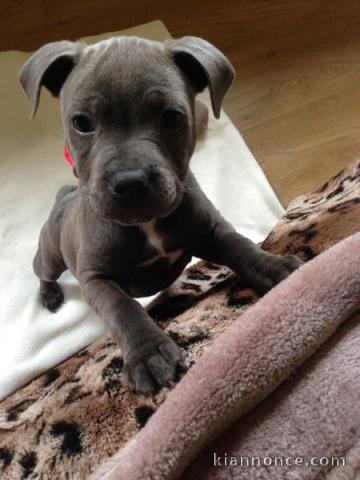 Chiots staffordshire bull terrier a donner