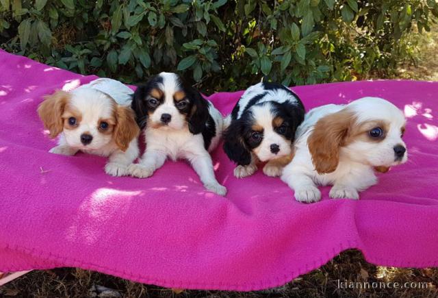 A Donner Magnifique Chiot Cavalier King Charles