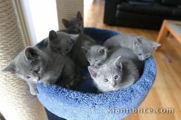 Chatons Chartreux mâles et femelle 