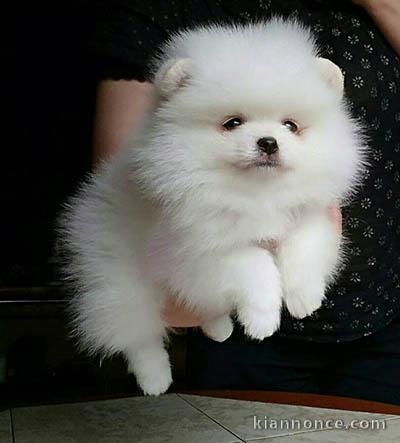 Chiot type pomeranien teacup à donner