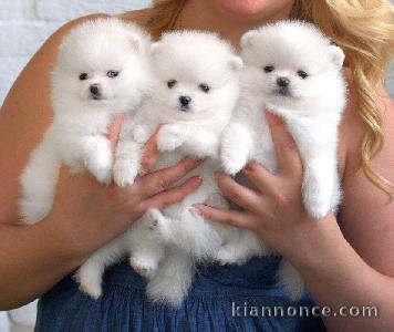 Chiot type pomeranien teacup à donner