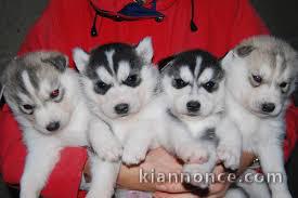 5 magnifiques chiots husky attendent d\