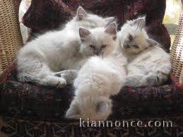 Chatons Sacré De Birmanie sont  disponibles en Don